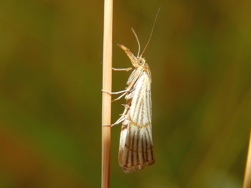 Chrysocrambus linetella?